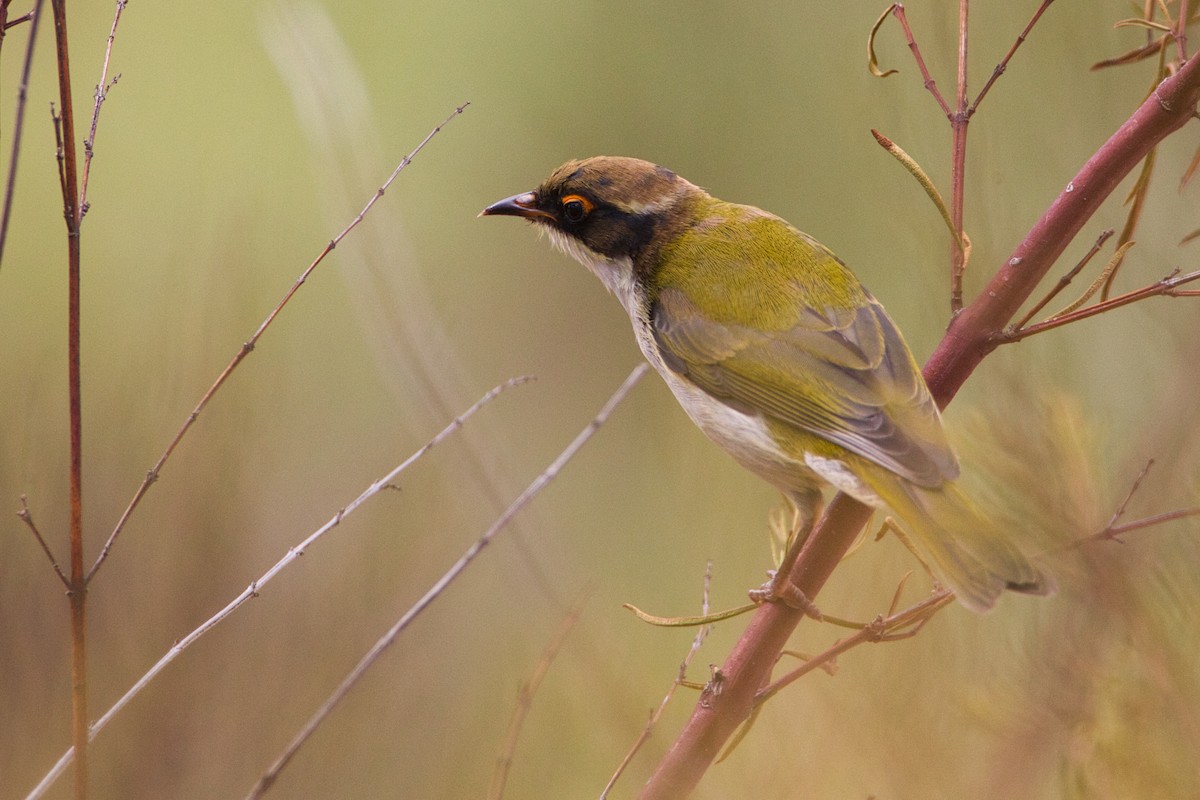 White-naped Honeyeater - ML636370484