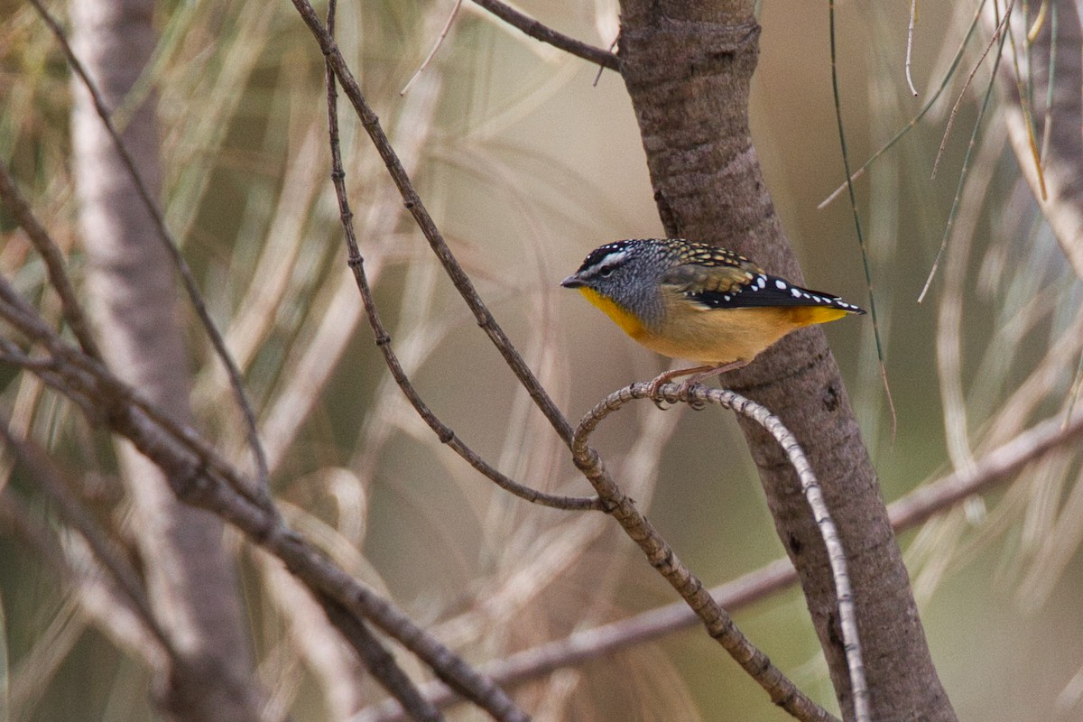 Spotted Pardalote - ML636370493