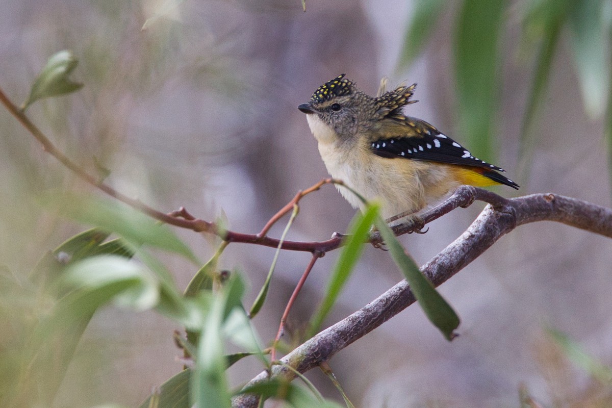 Spotted Pardalote - ML636370494