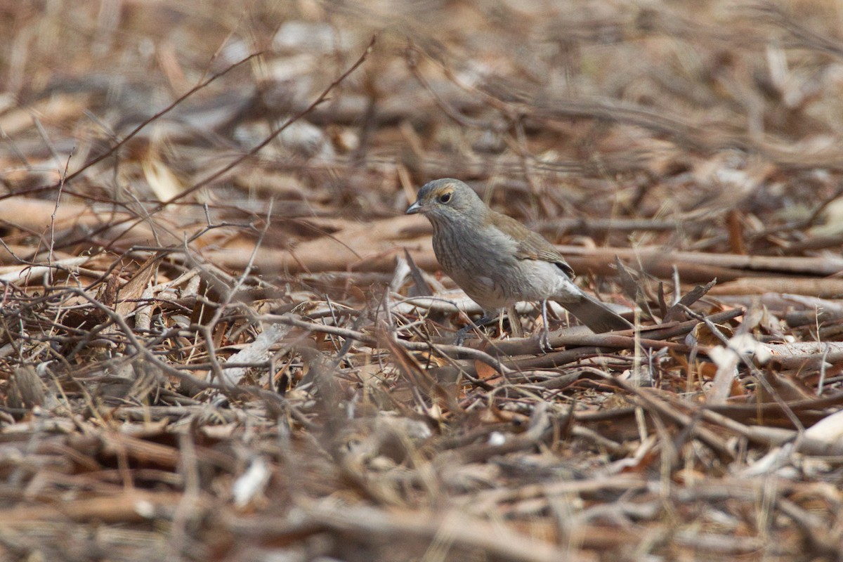 Gray Shrikethrush - ML636370503