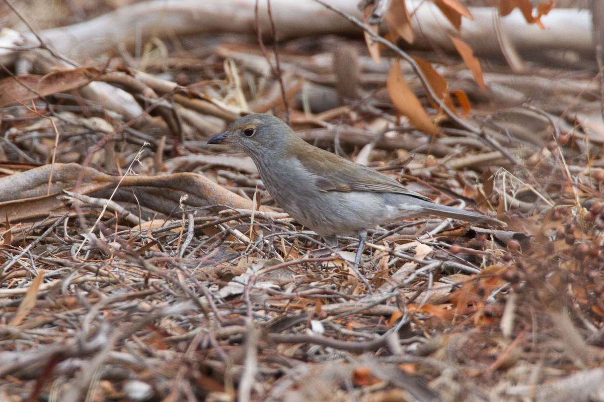 Gray Shrikethrush - ML636370504