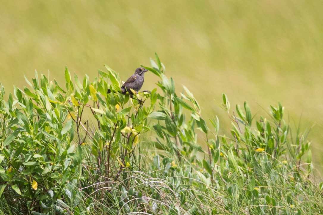 Seaside Sparrow - ML636370552