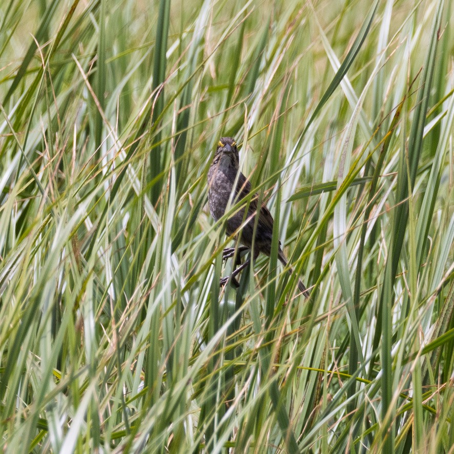 Seaside Sparrow - ML636370556