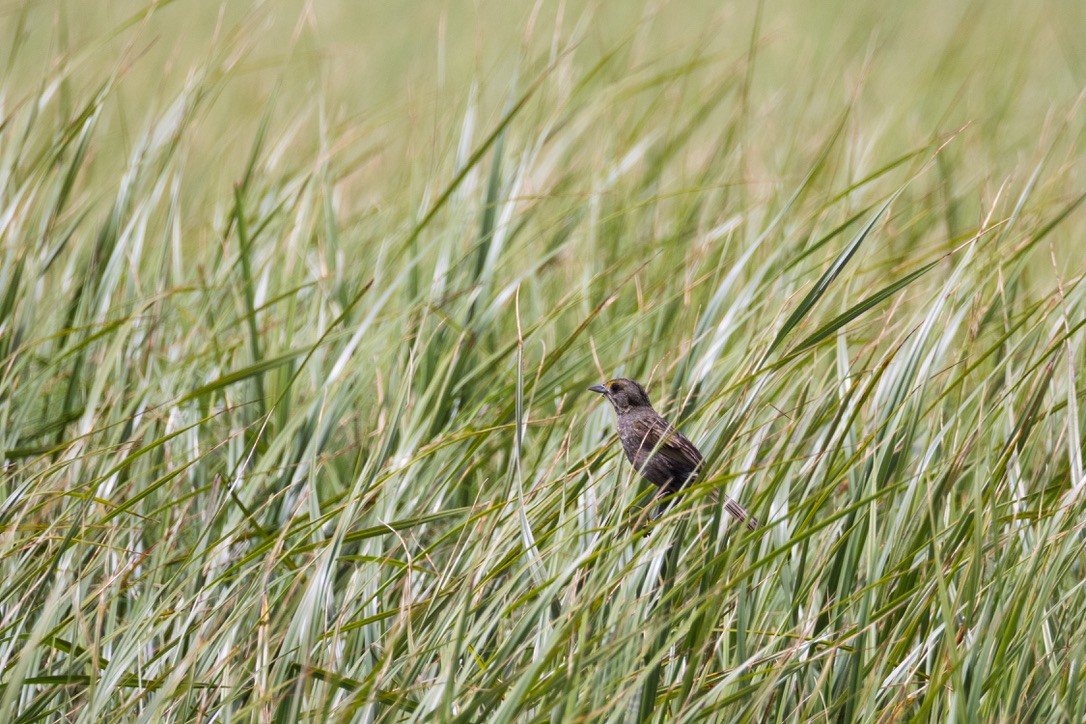 Seaside Sparrow - ML636370558