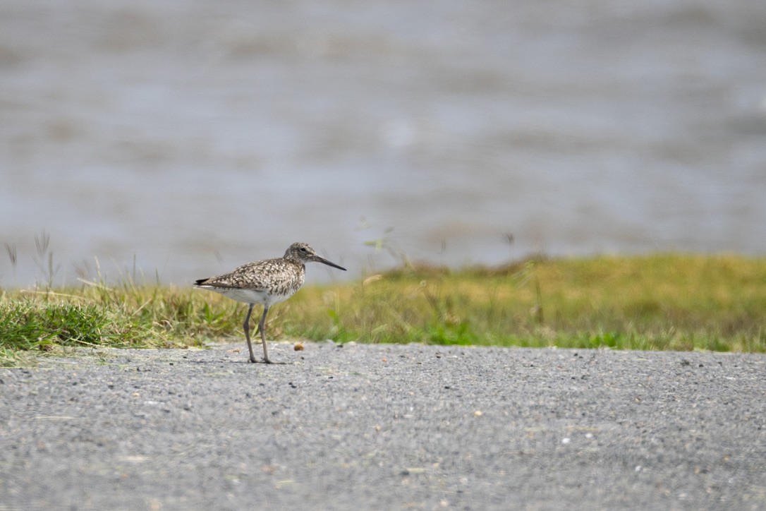 Willet - ML636370581