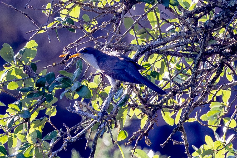 Yellow-billed Cuckoo - ML636370592