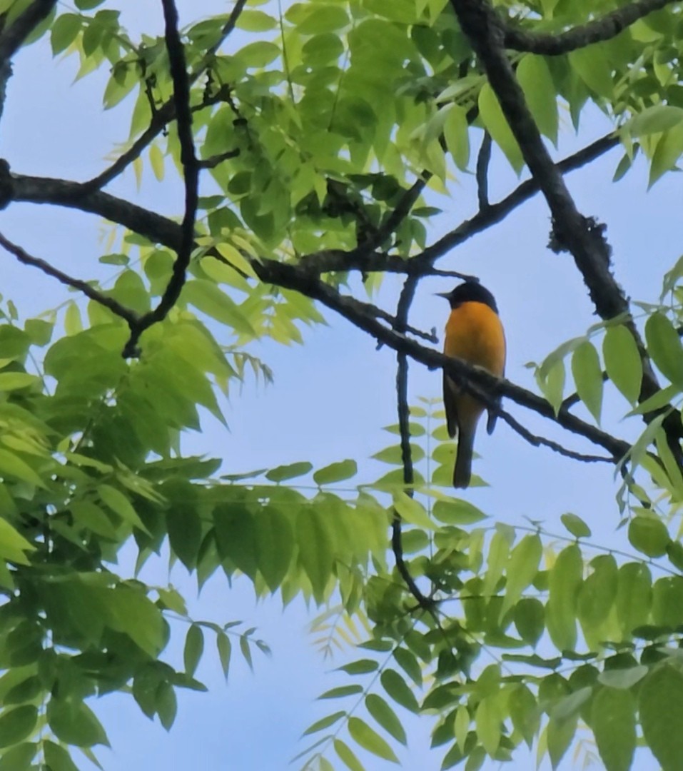 Baltimore Oriole - ML636370596