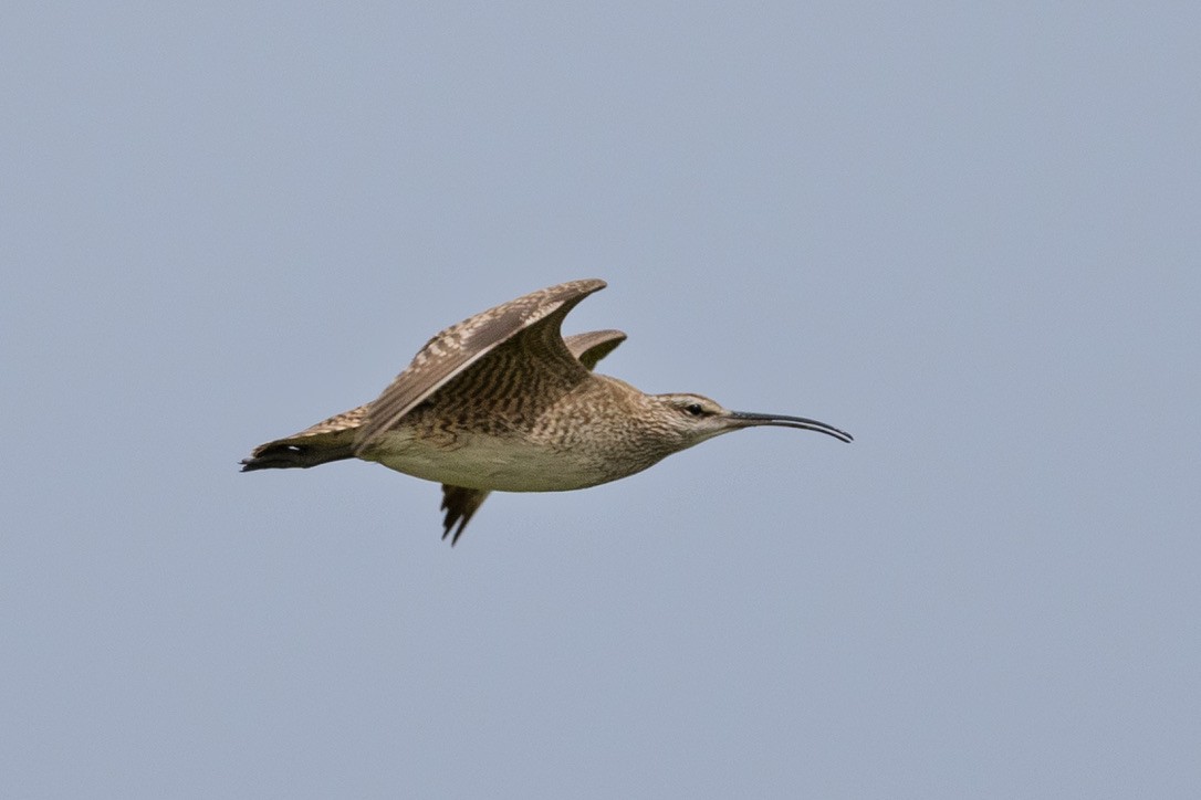 Whimbrel - ML636370606