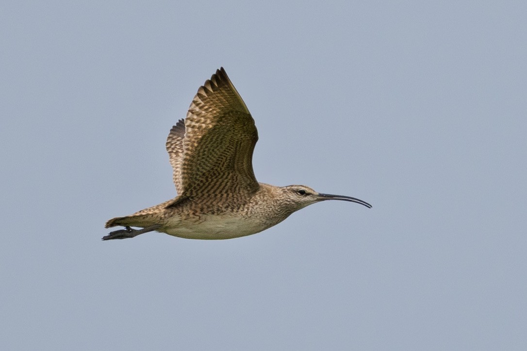 Whimbrel - ML636370609