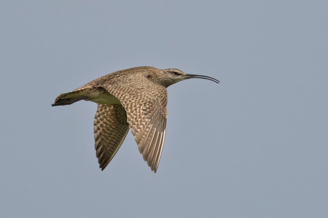Whimbrel - ML636370611