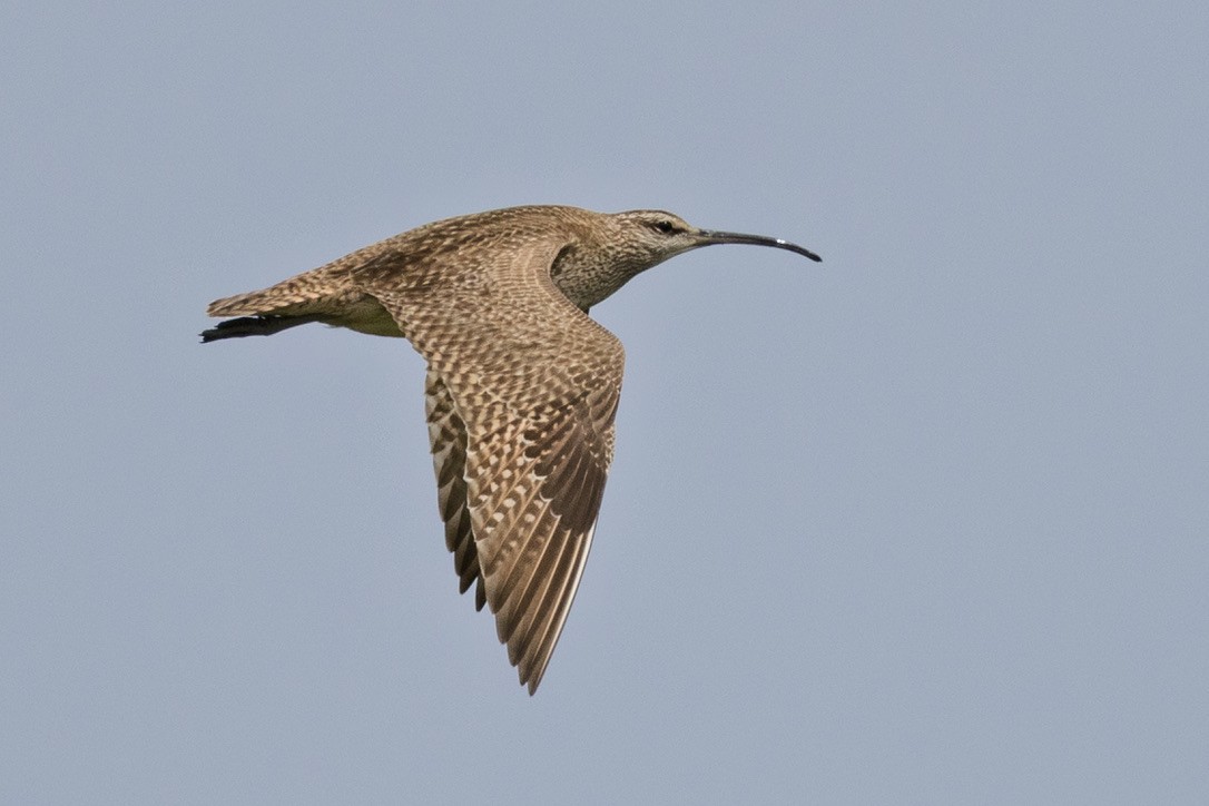 Whimbrel - ML636370614