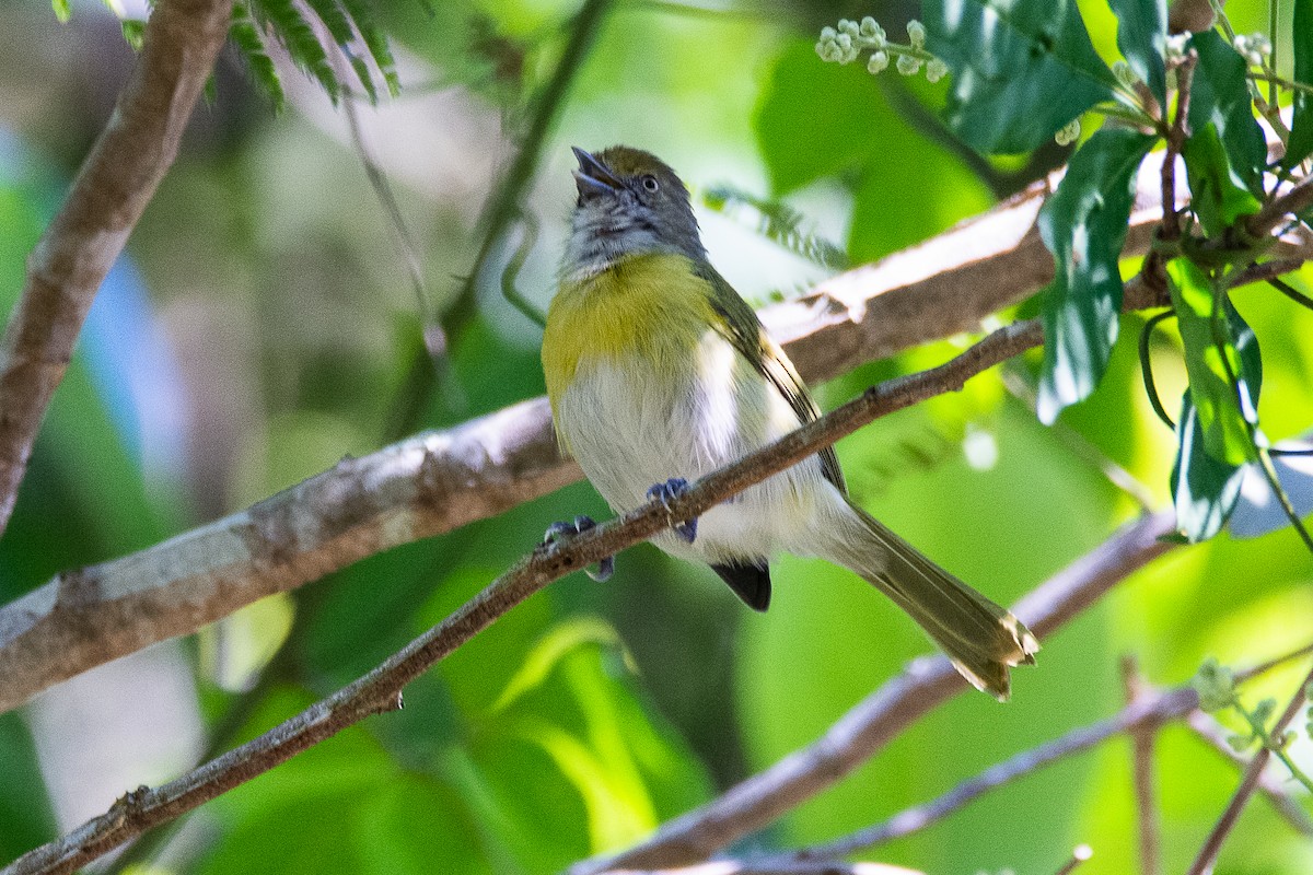 Lemon-chested Greenlet - ML636370623