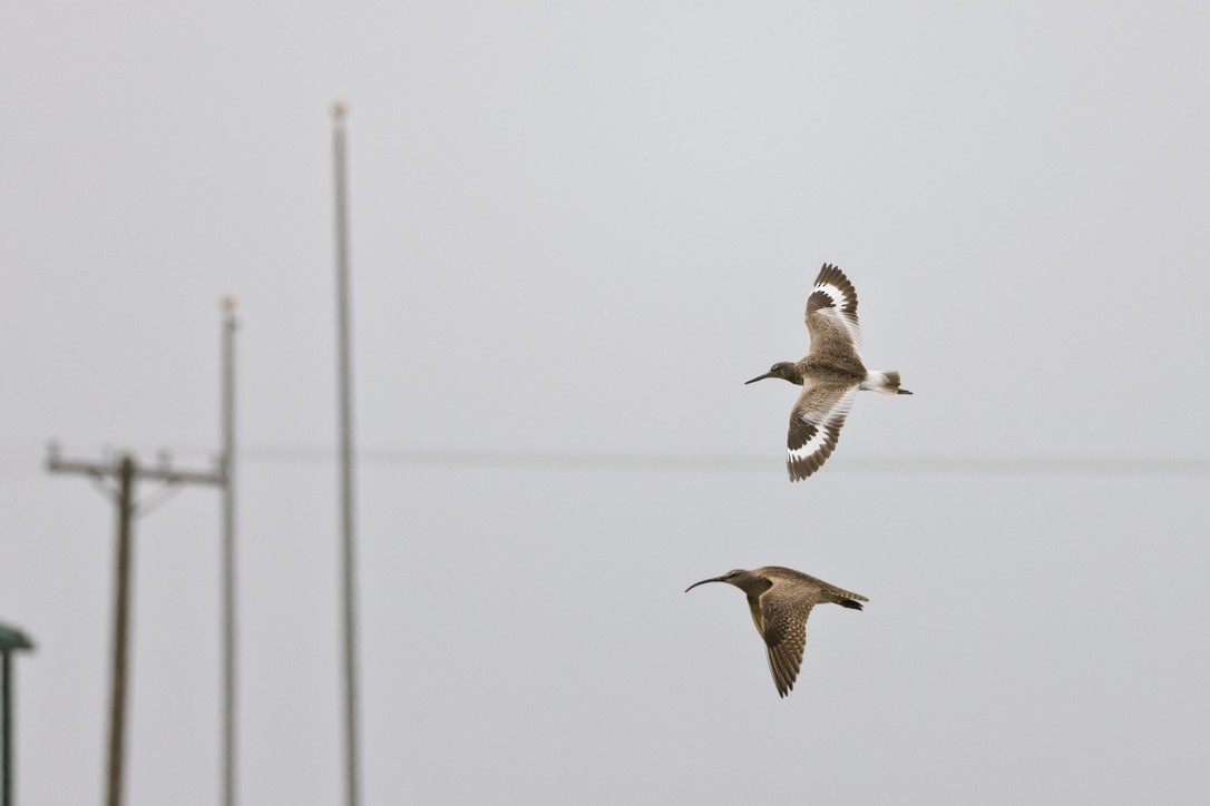 Willet - ML636370631