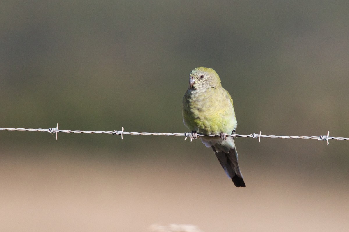 Red-rumped Parrot - ML636370634
