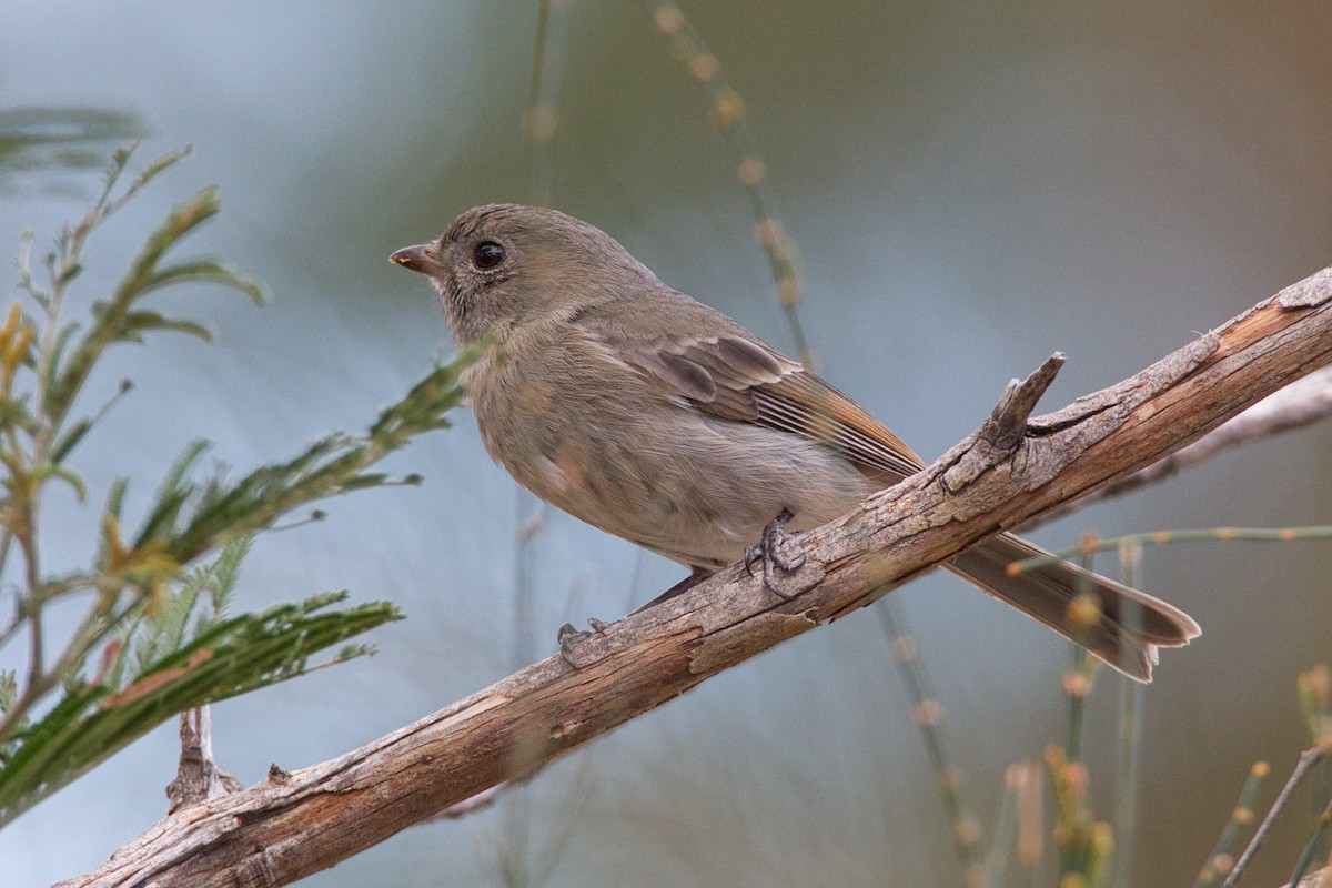 Golden Whistler - ML636370647