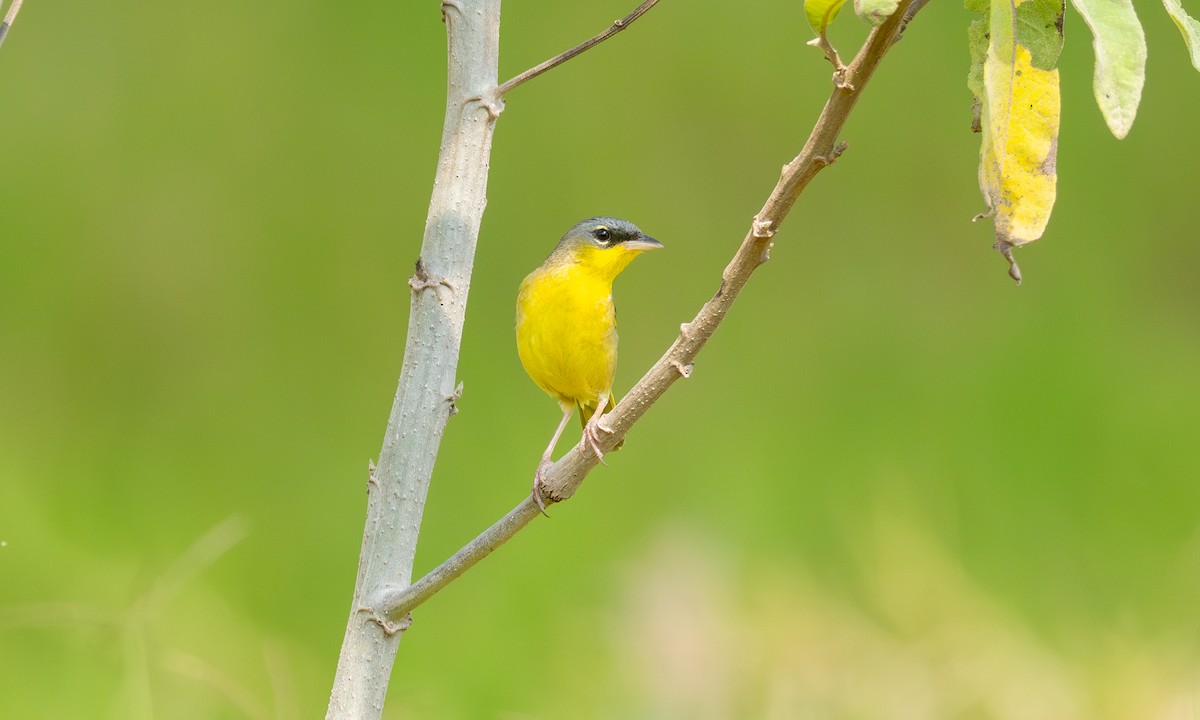 Gray-crowned Yellowthroat - ML636370709