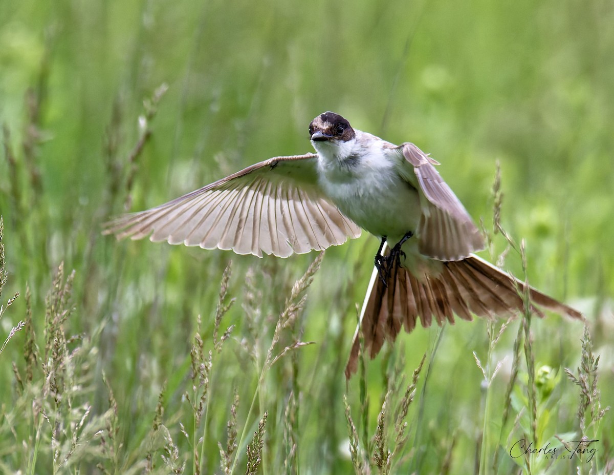 Fork-tailed Flycatcher - ML636370717