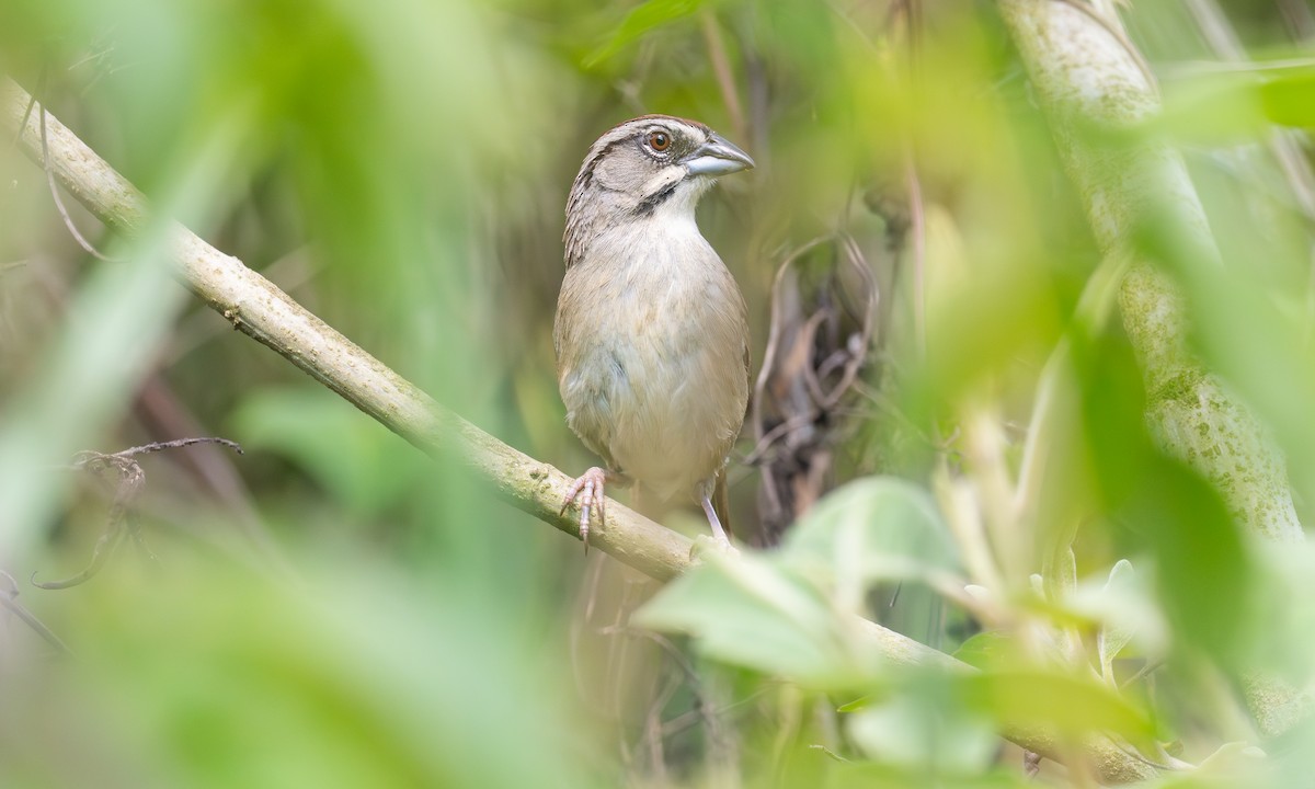 Rusty Sparrow - ML636370736