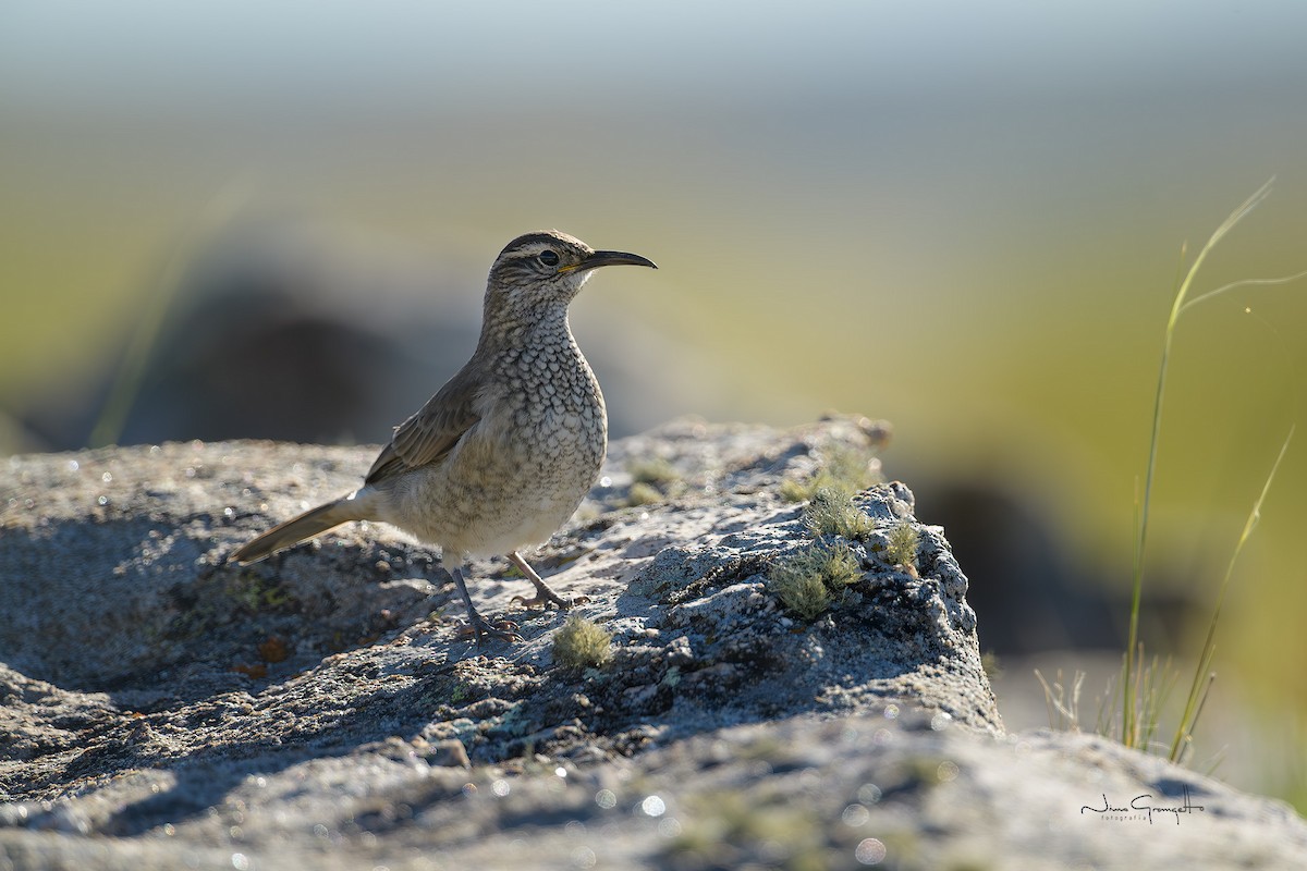 Scale-throated Earthcreeper - ML636370743