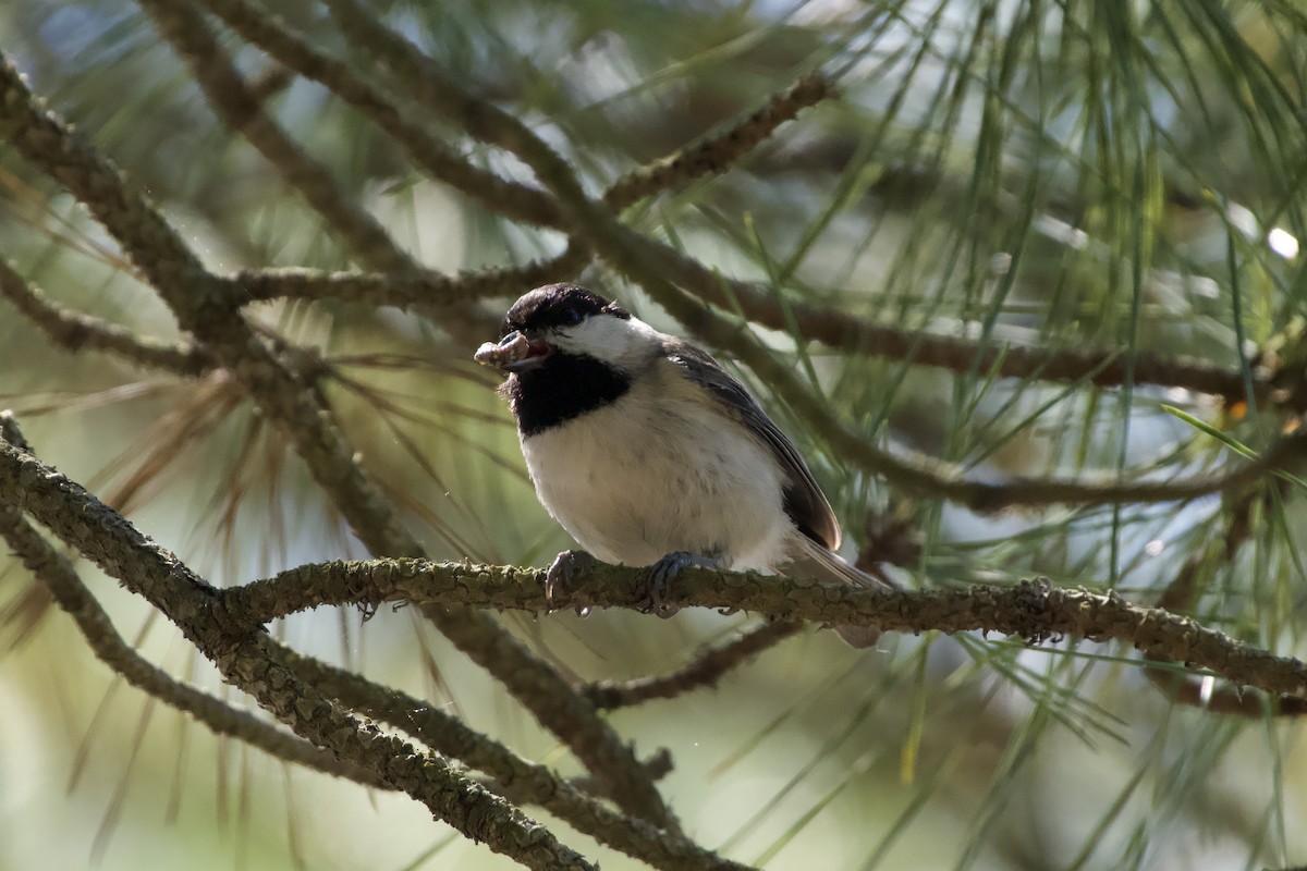 Carolina Chickadee - ML636370777