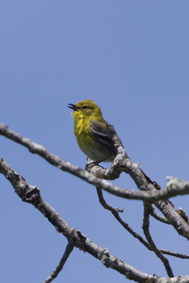 Pine Warbler - ML636370779