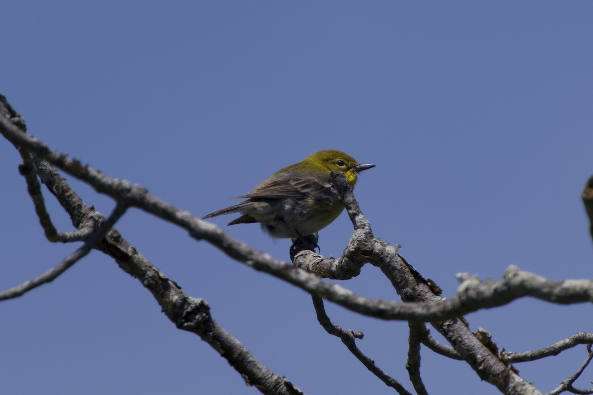 Pine Warbler - ML636370781