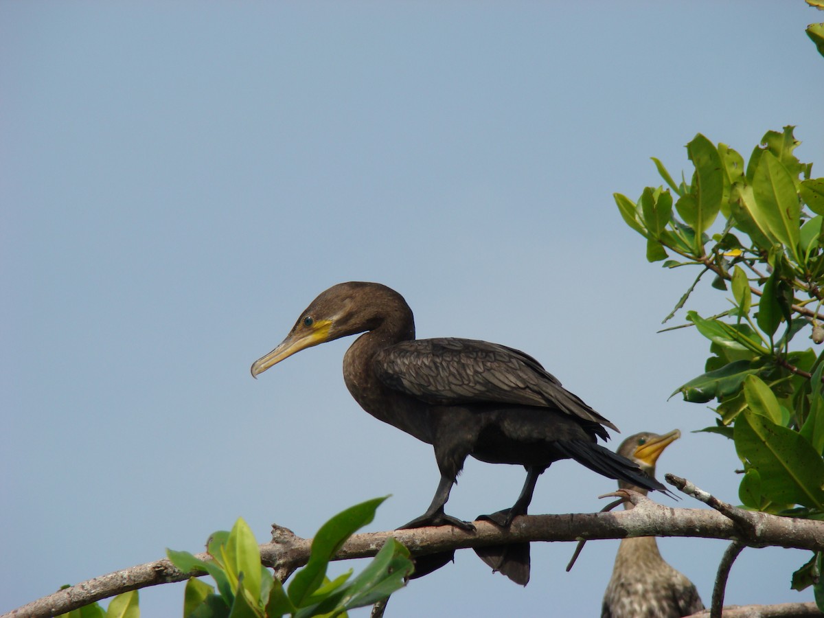 Neotropic Cormorant - ML636370895