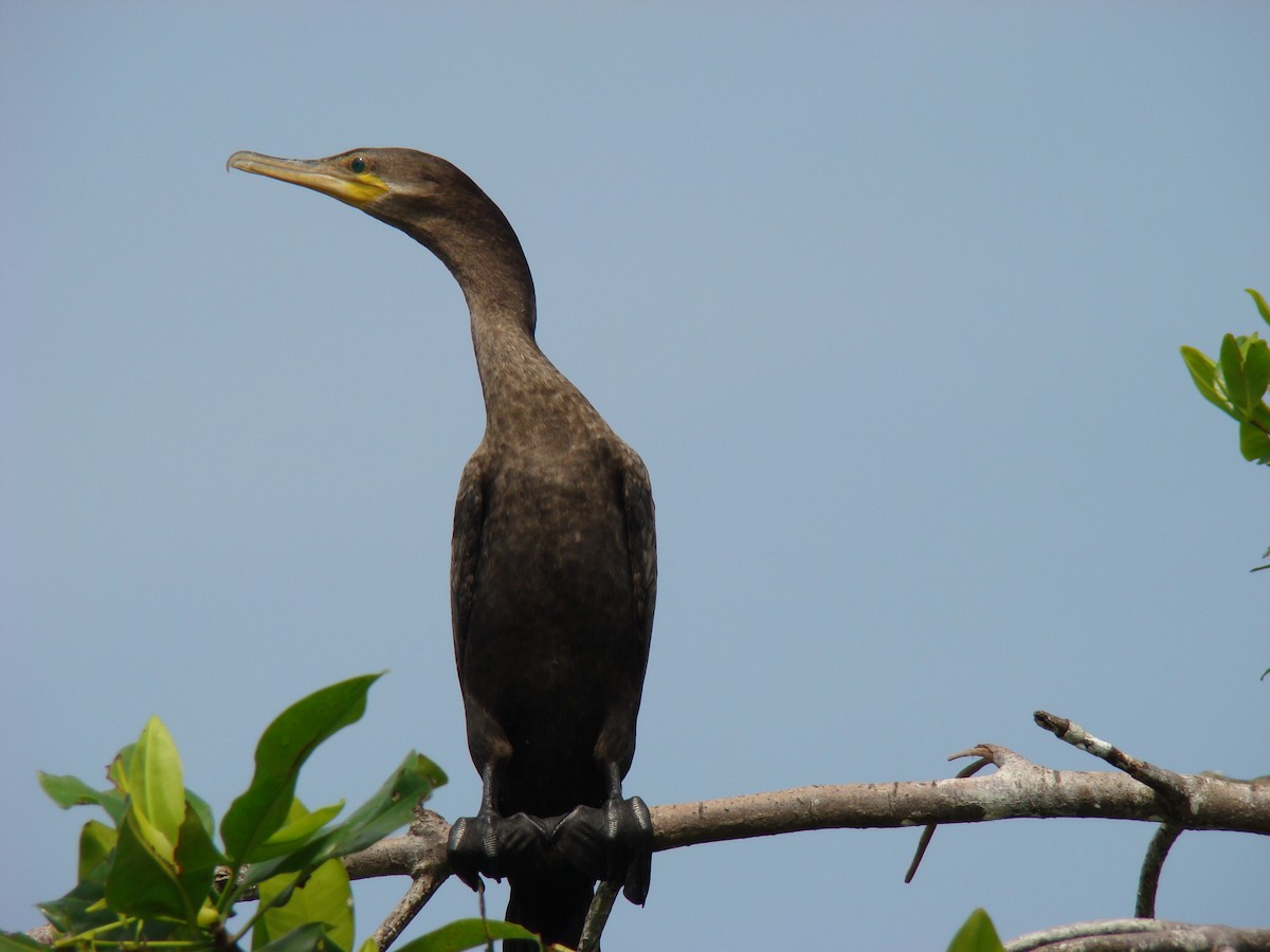 Neotropic Cormorant - ML636370896
