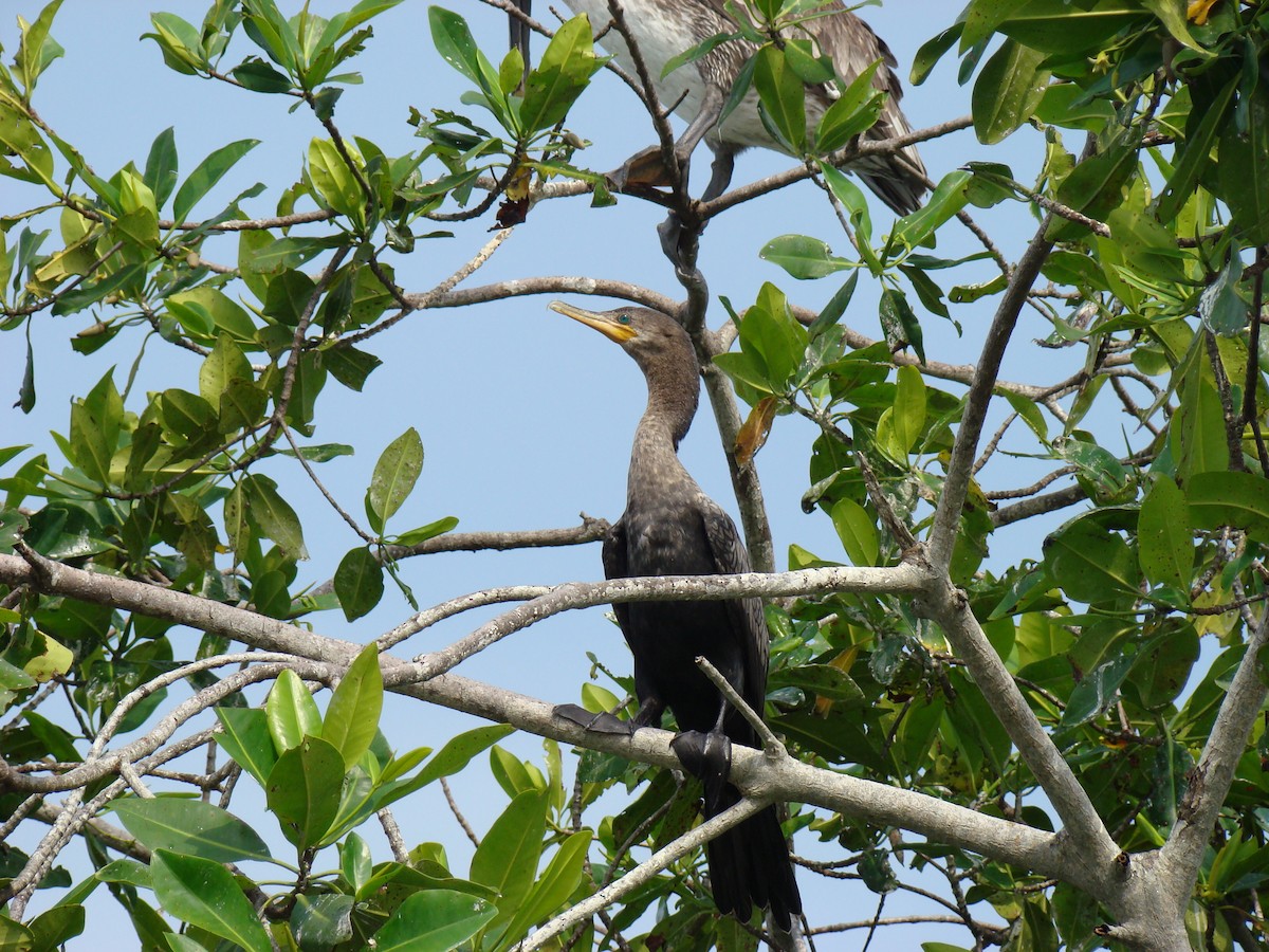 Neotropic Cormorant - ML636370897