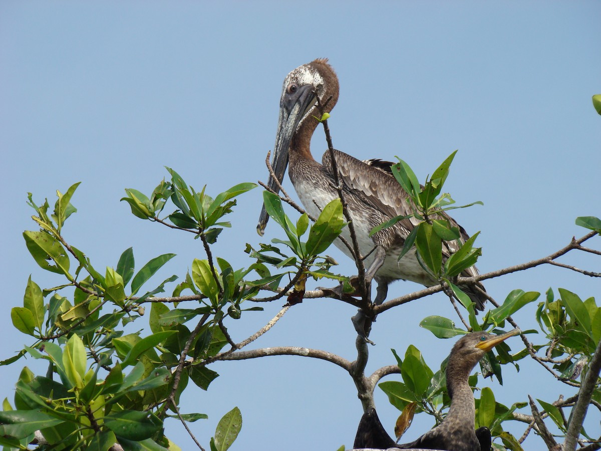 Brown Pelican - ML636370902