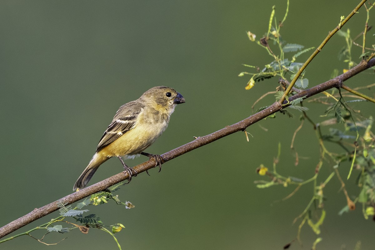 Sporophile à col fauve - ML636370905