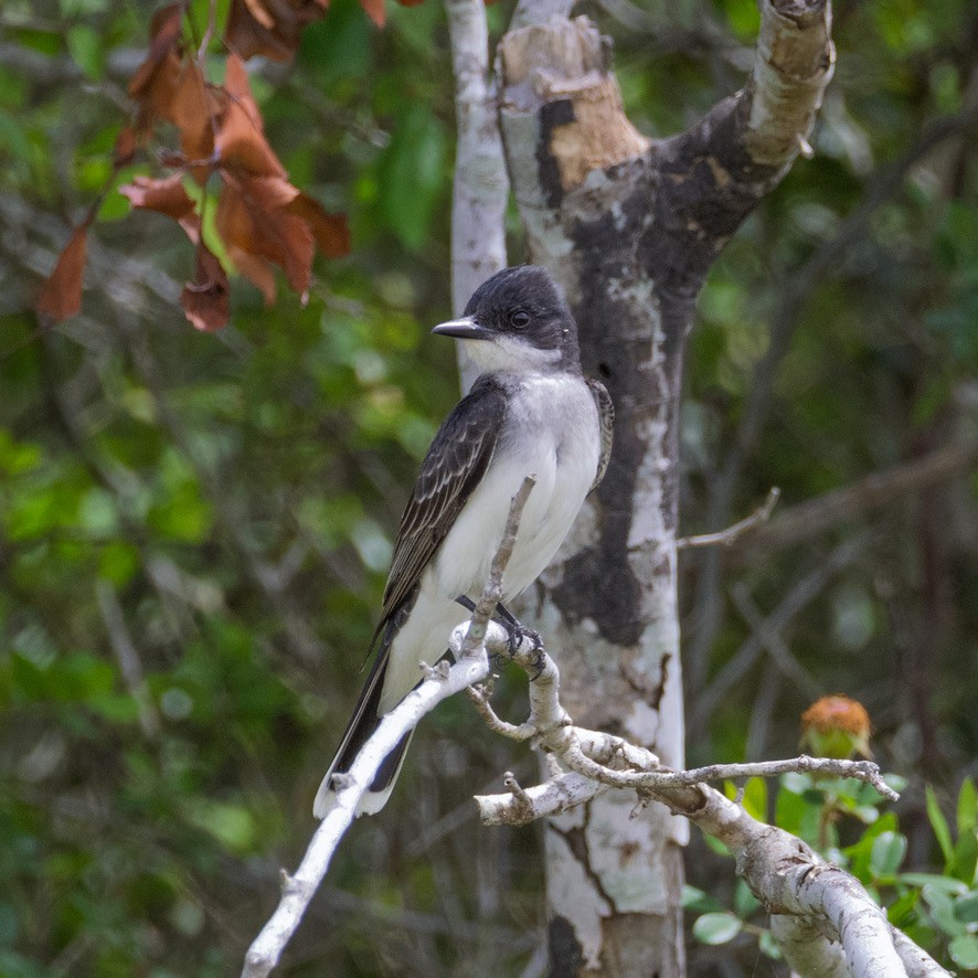 Eastern Kingbird - ML636370909