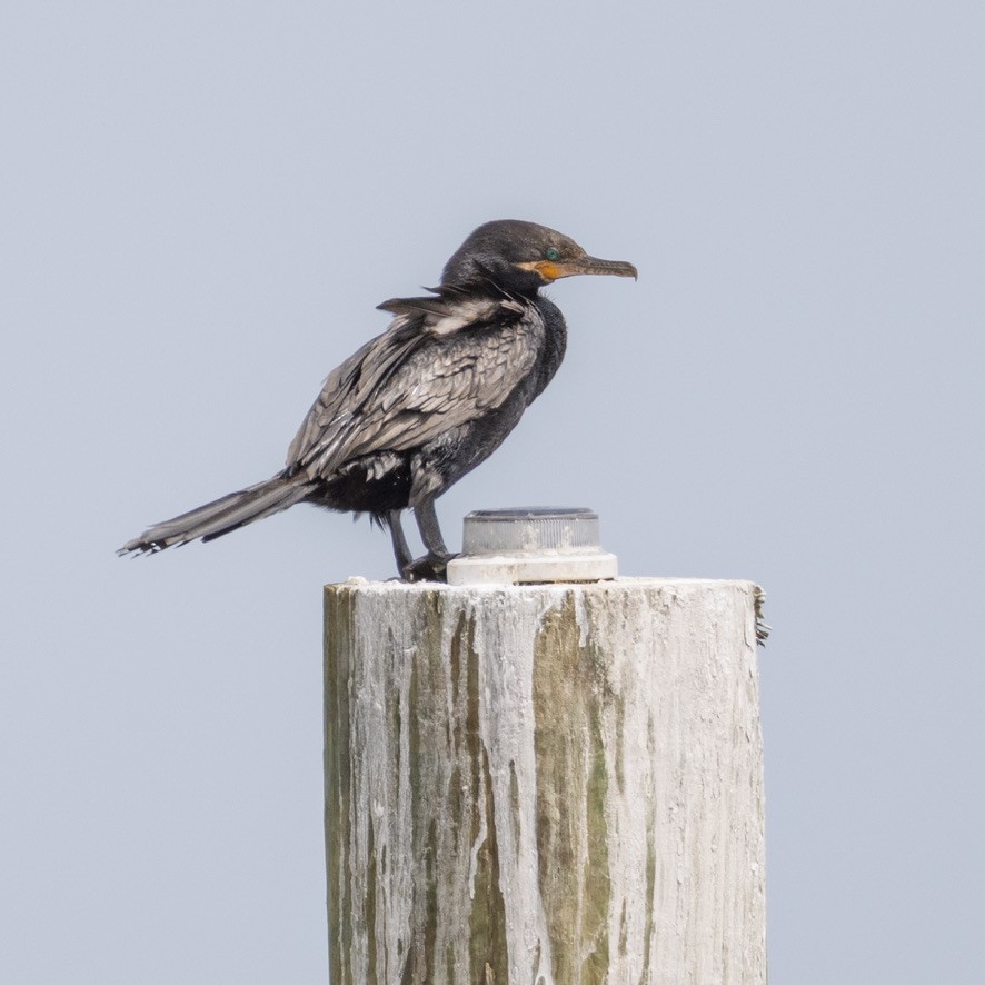 Neotropic Cormorant - ML636370916