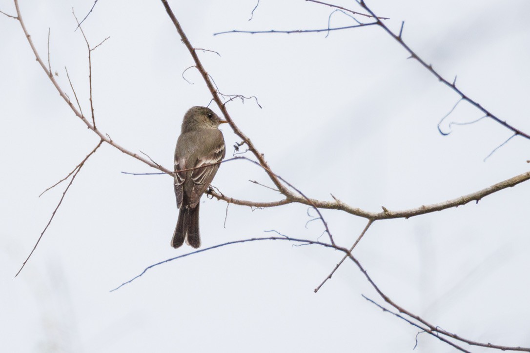 Empidonax sp. - ML636370924