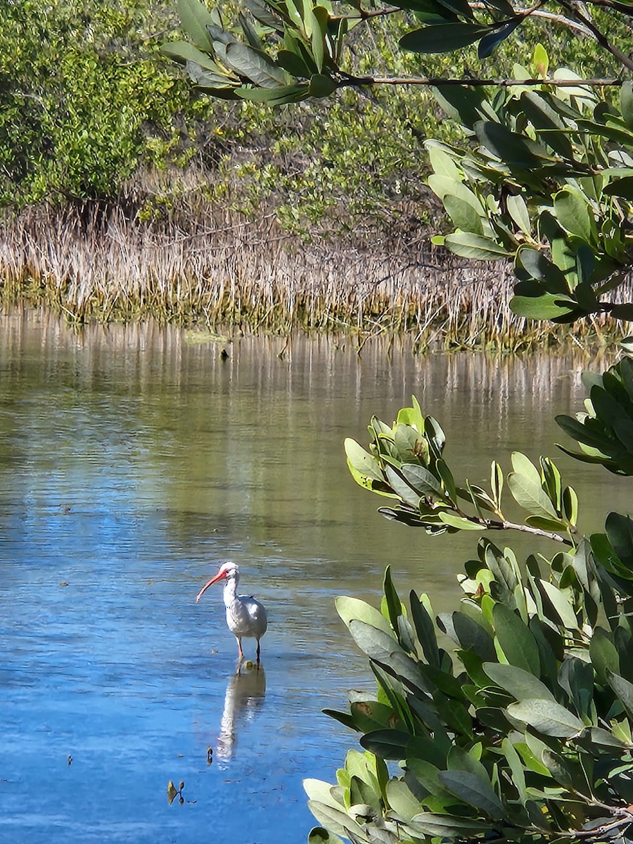 Ibis blanc - ML636370960