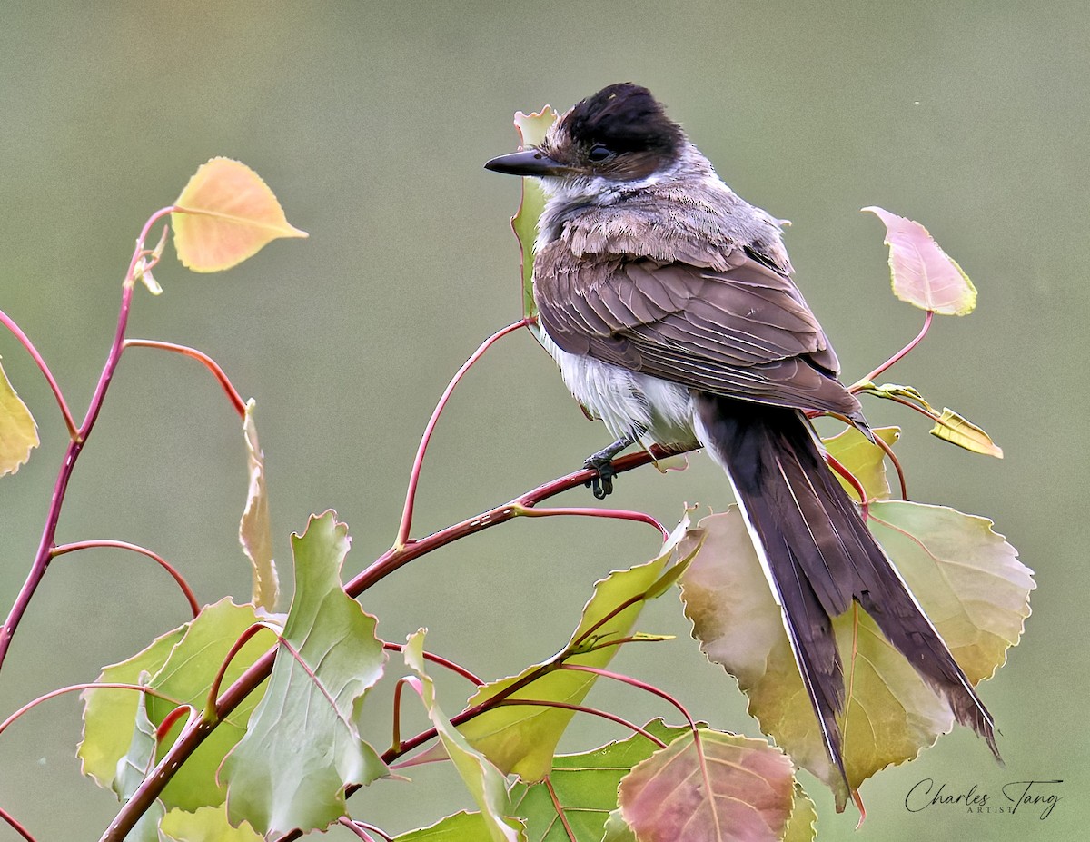 Fork-tailed Flycatcher - ML636370972