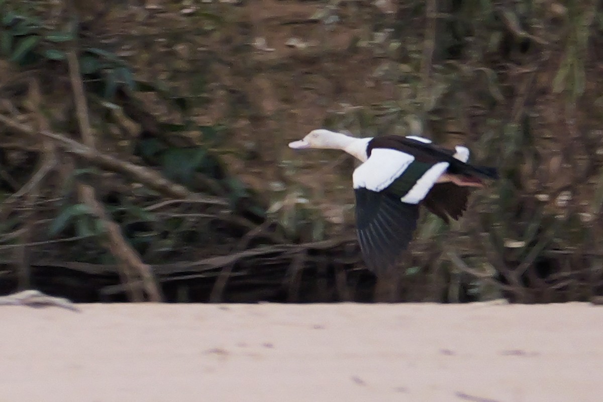 Radjah Shelduck - ML636371017