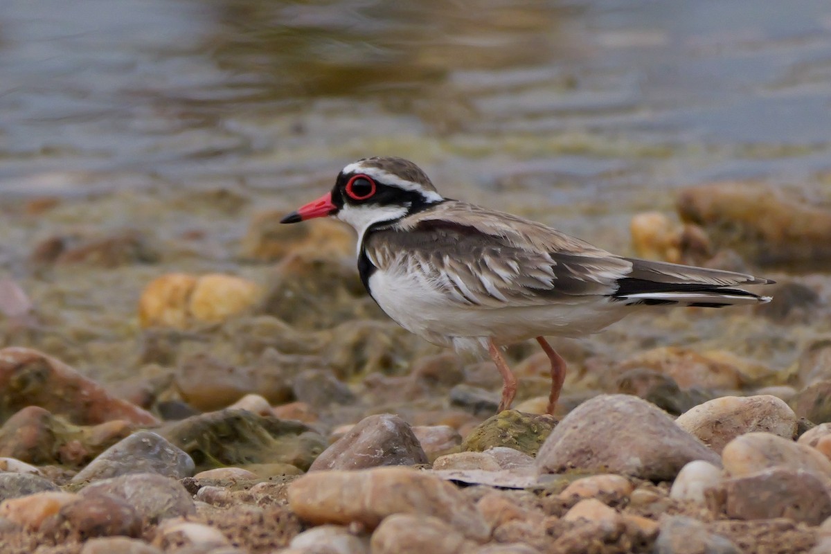 Black-fronted Dotterel - ML636371029