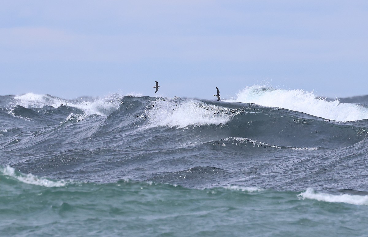 Leach's Storm-Petrel - ML636371070