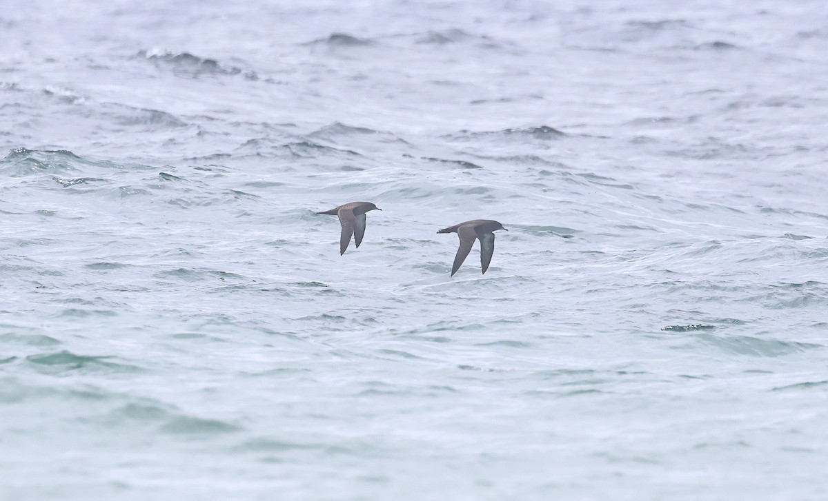 Sooty Shearwater - ML636371082