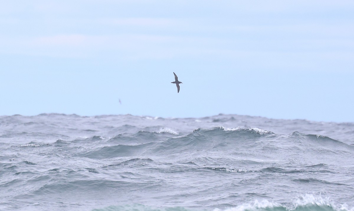 Manx Shearwater - ML636371106