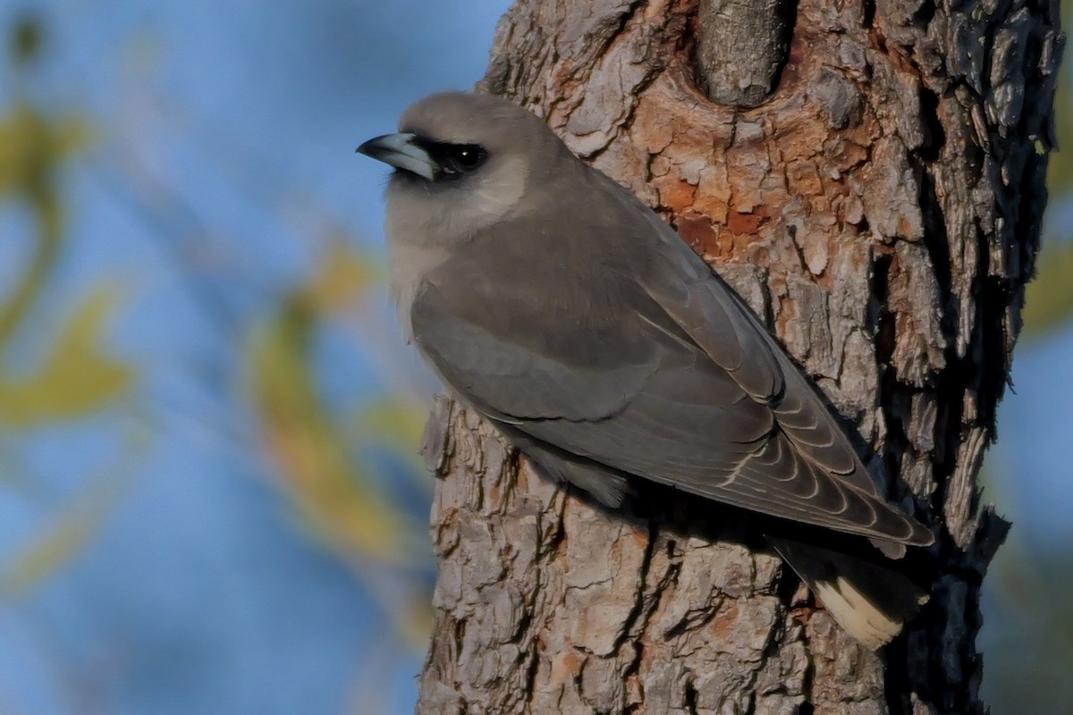 Black-faced Woodswallow - ML636371150