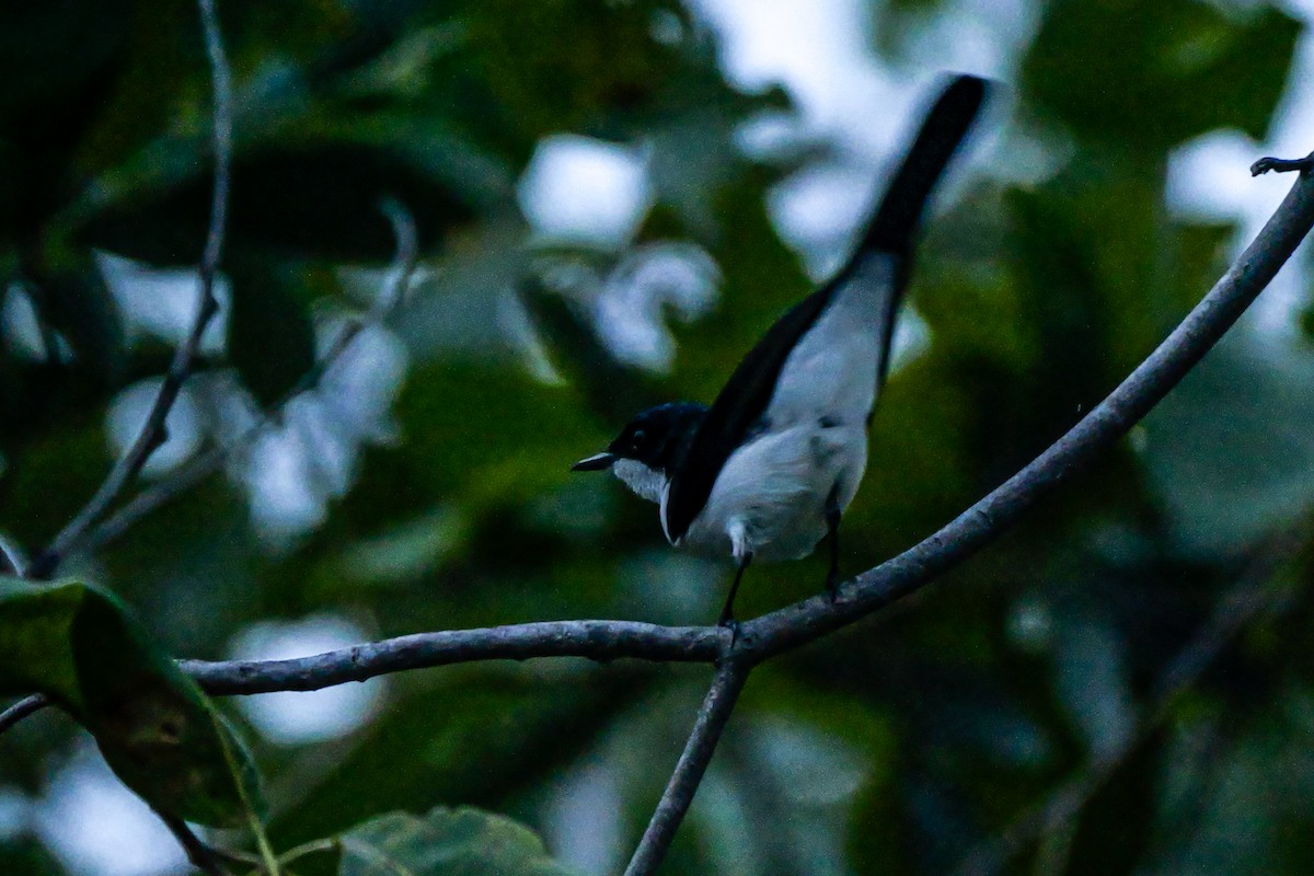 Restless Flycatcher - ML636371158