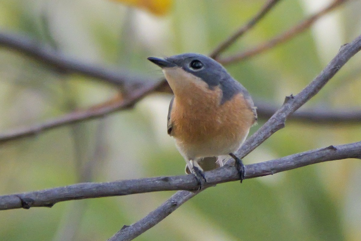 Leaden Flycatcher - ML636371172