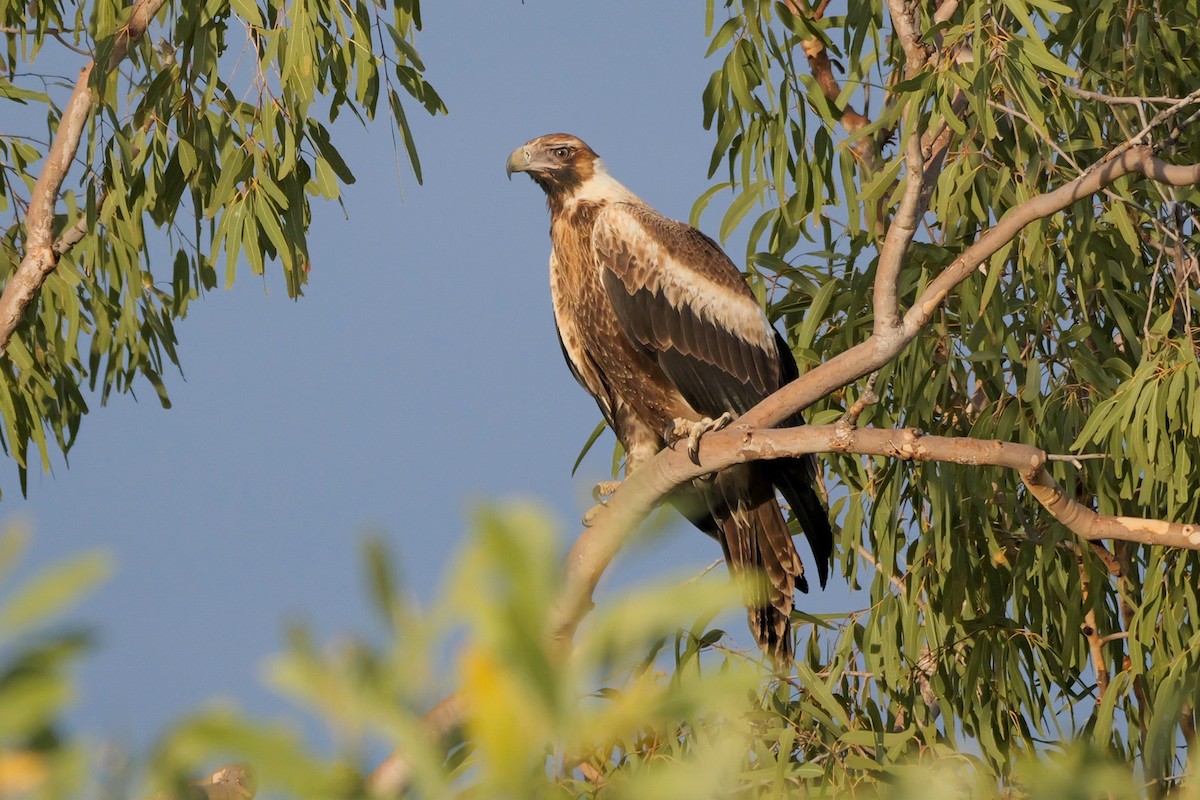 Wedge-tailed Eagle - ML636371191