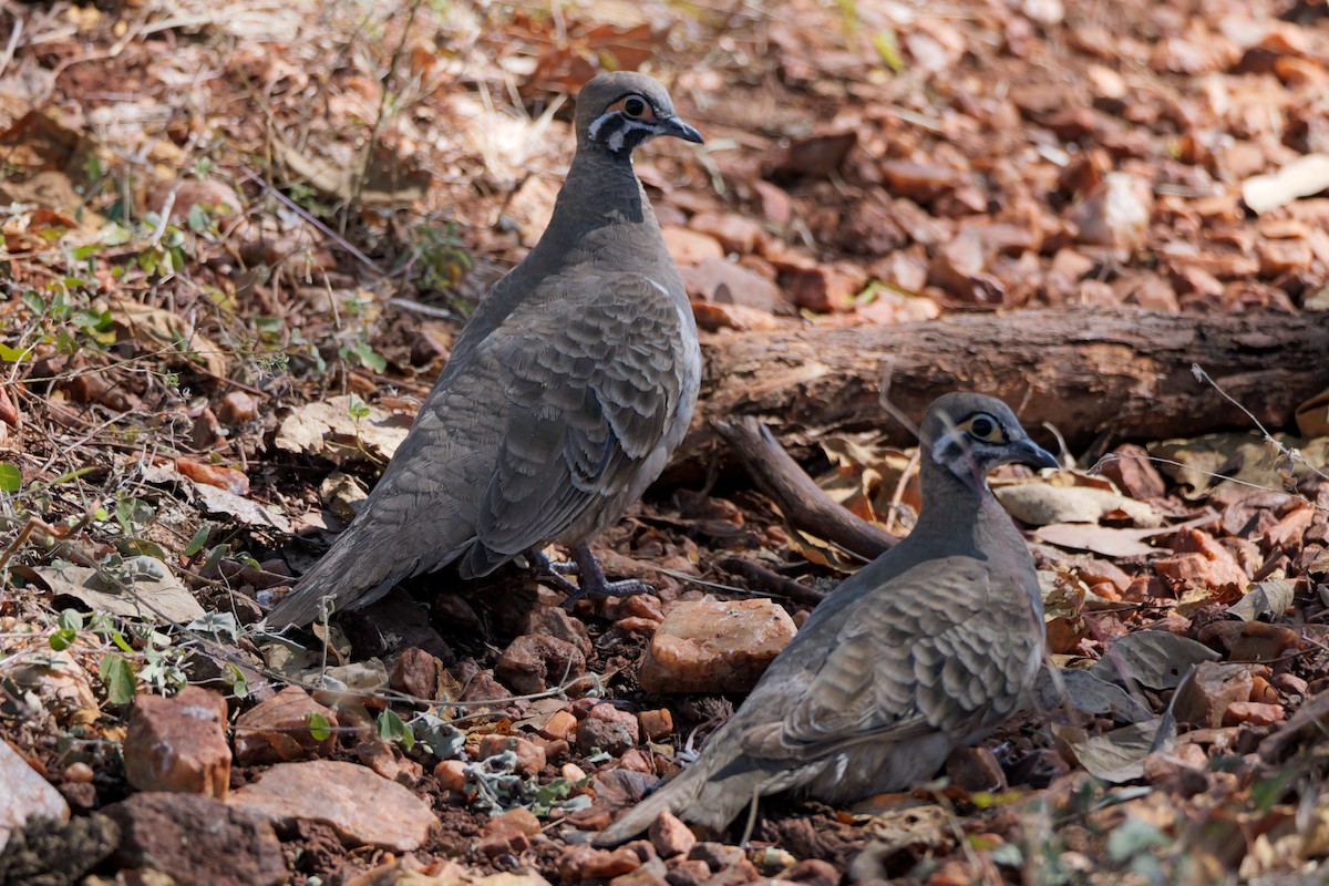 Squatter Pigeon - ML636371198