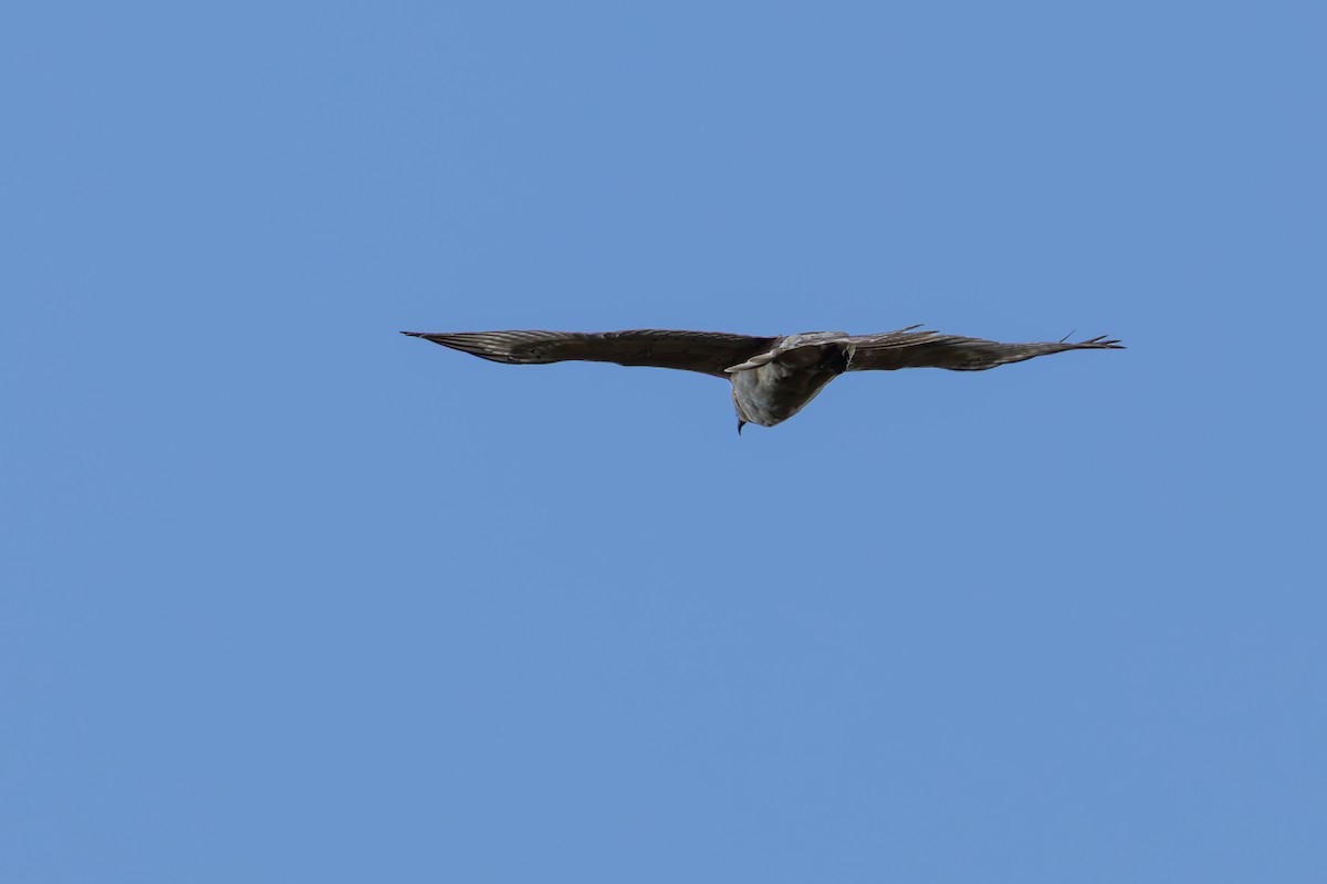 Hawaiian Hawk - ML636371344
