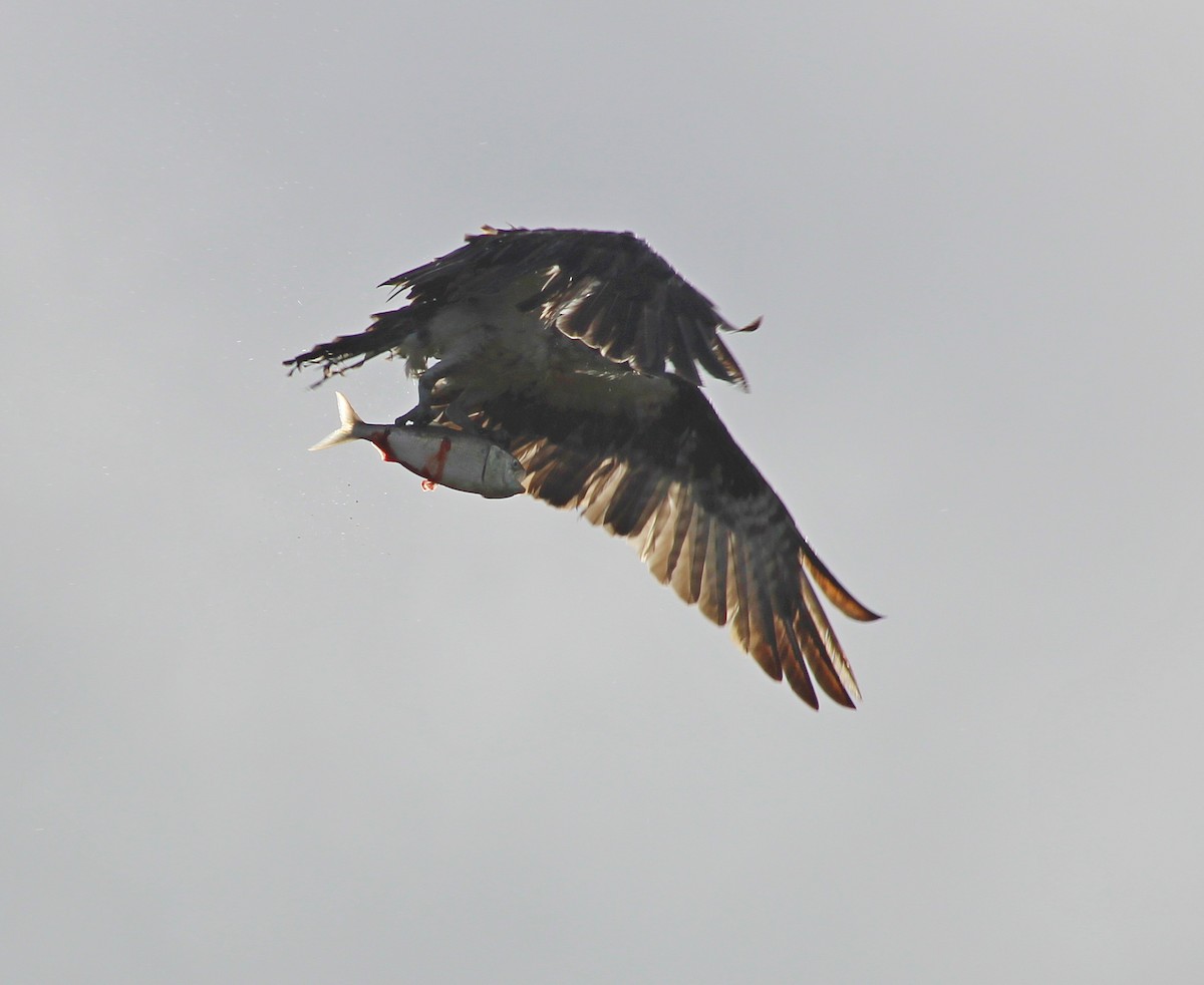 Osprey - ML636371419
