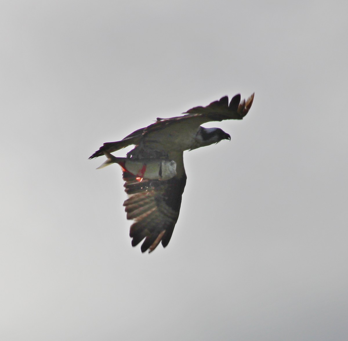 Osprey - ML636371421