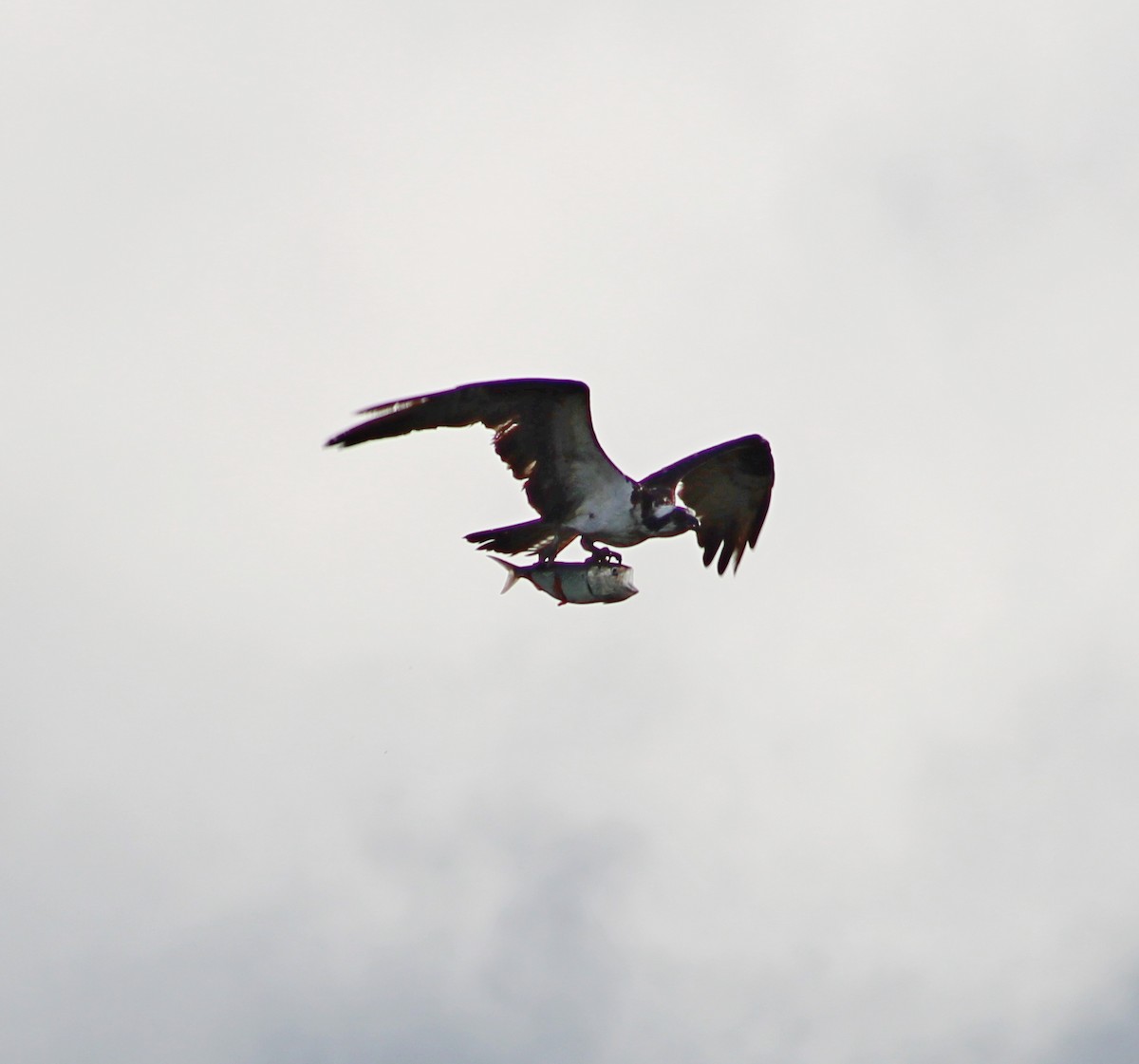 Osprey - ML636371425